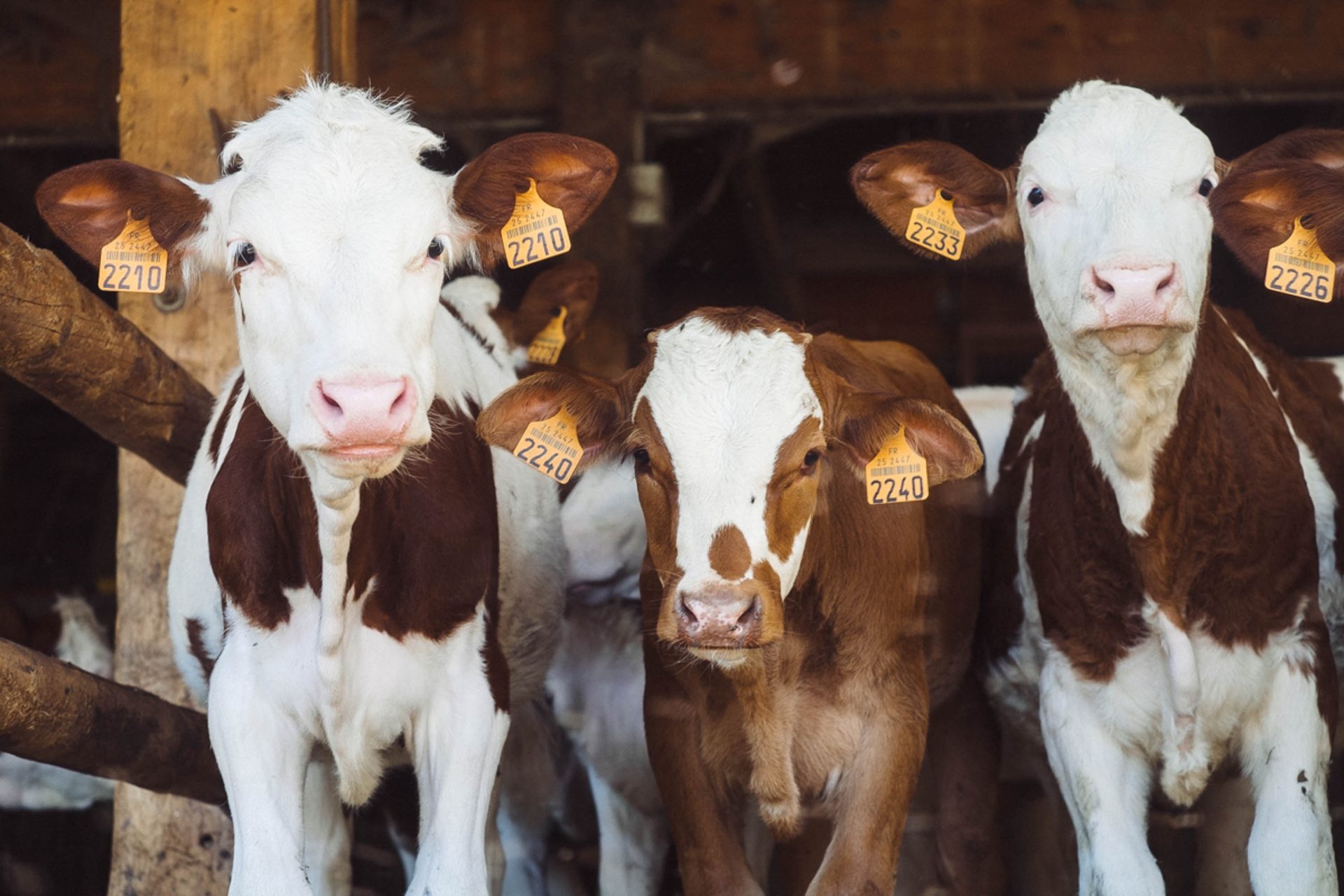 Airbnb farm stay