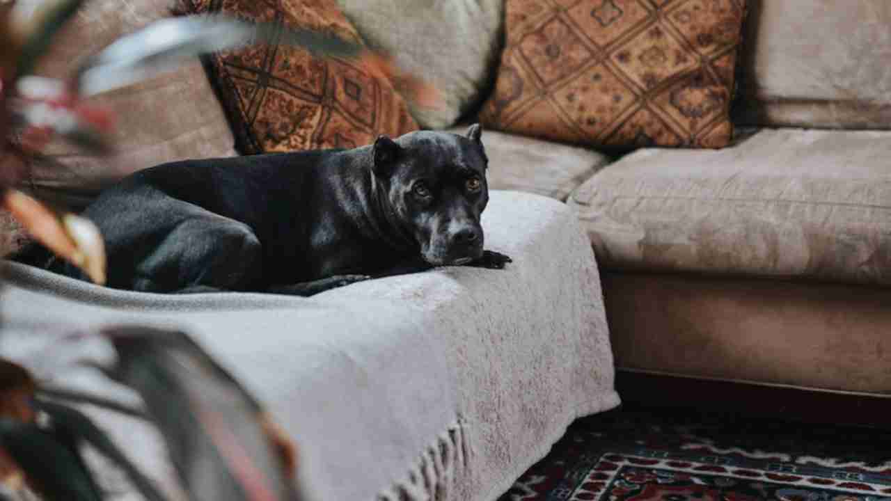 Pet-Friendly Vacation Rentals